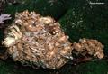 hen-of-the-woods